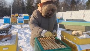 ? Что делать со слабыми семьями при зимовке пчел на улице ?