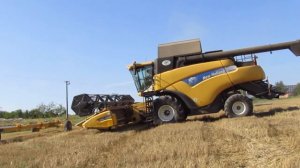 New holland + Cat Challenger + Fliegl GIGANT - Sečení jarní pšenice