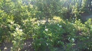 Как посадить косточку и вырастить персик.Ошибка,погубившая саженец,так не делайте .