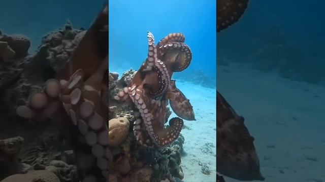 ОСЬМИНОГИ
