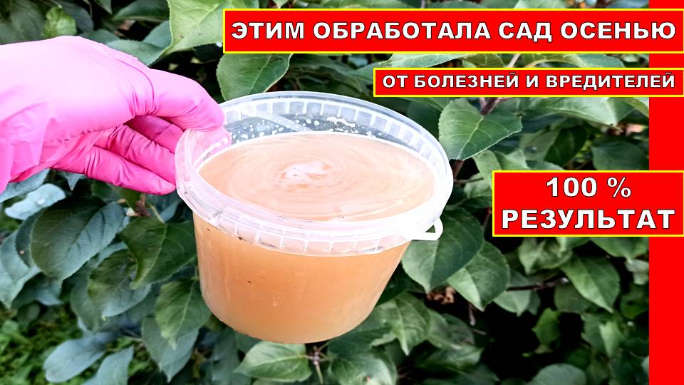 Обработка деревьев и кустарников от вредителей и болезней. Обработка деревьев и кустарников от вредителей и болезней. Обработка деревьев весной от вредителей. Чем обработать плодово ягодные осенью. Обработка деревьев осенью от вредителей и болезней.