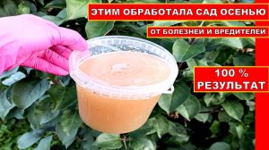 ОБРАБОТАЙТЕ ПЛОДОВЫЕ ДЕРЕВЬЯ ОСЕНЬЮ ПОКА ЛИСТЬЯ НЕ ОПАЛИ! ИСКОРЕНЯЮЩАЯ ОБРАБОТКА САДА ПЕРЕД ЗИМОЙ