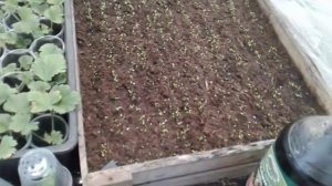 Посев эустомы....новые лампы для рассады..