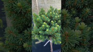 Ель обыкновенная (Picea abies) Gold Nugget (Aurea)
