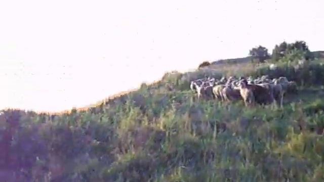 Нильс и стадо овец смотреть онлайн