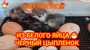 Из белого яйца черный цыпленок ? Как такое возможно, какая порода или это кросс ❓