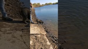 Шепски.Смесь Хаски с Овчаркой. Наша Мия.