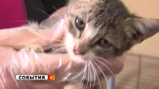 Приют «Твои друзья»