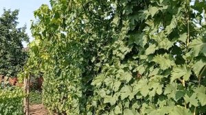 @Виноград 2021  Ультраранний виноград Ромбик на Полтавщине