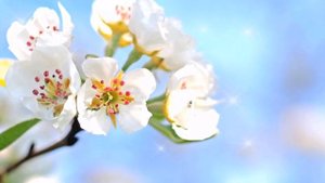 С Днём Рождения сестра. Красивое поздравление сестренке. С  Днем рождения сестре