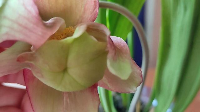 Саррацения. Опыление цветка. Как получить семена? Sarracenia Leucophylla(гибрид). смотреть онлайн