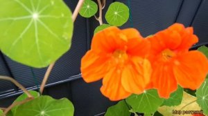 Настурция. Красивый и полезный однолетник. Выращивать настурцию одно удовольствие.