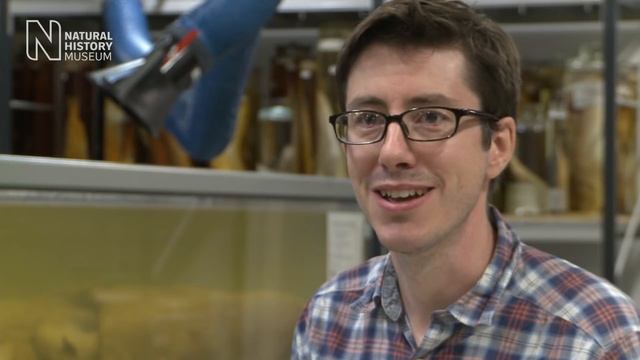 Giant squid: from the deep sea to display | Natural History Museum смотреть онлайн