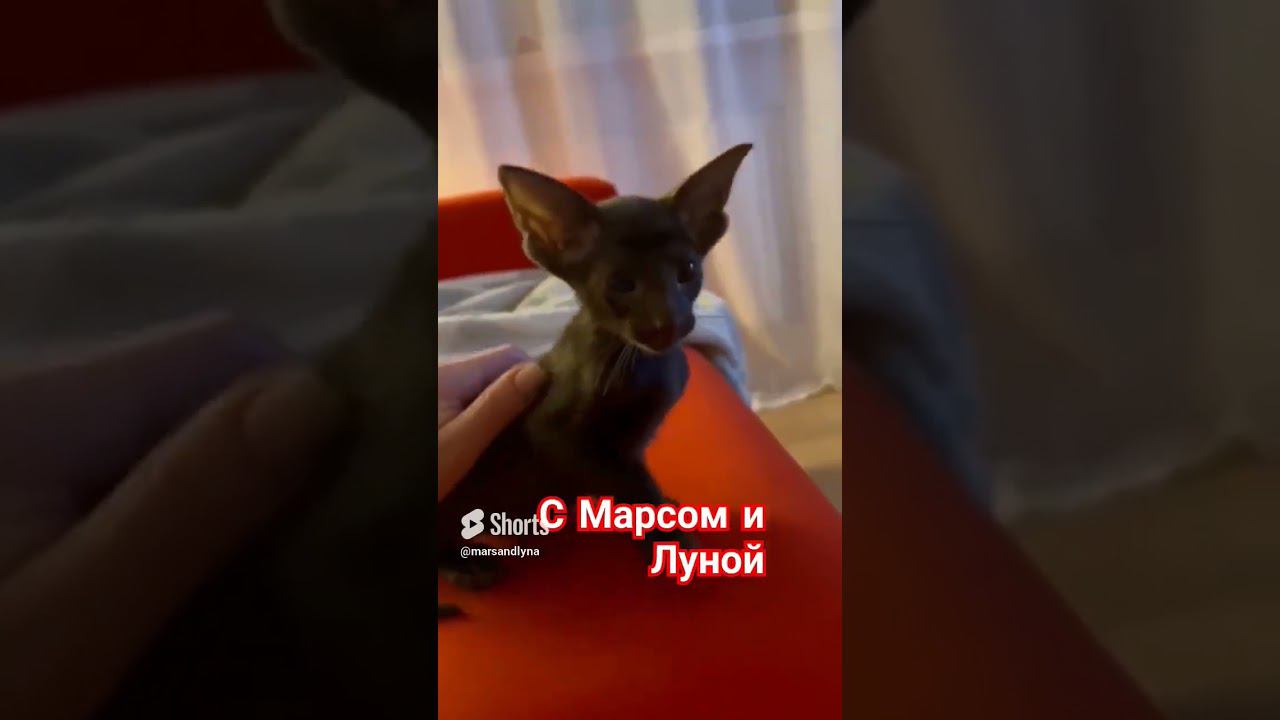 Давайте знакомиться, ориентал Бадди#ориентальныйкот #котята#давайтезнакомиться