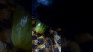 бакс есть огурец