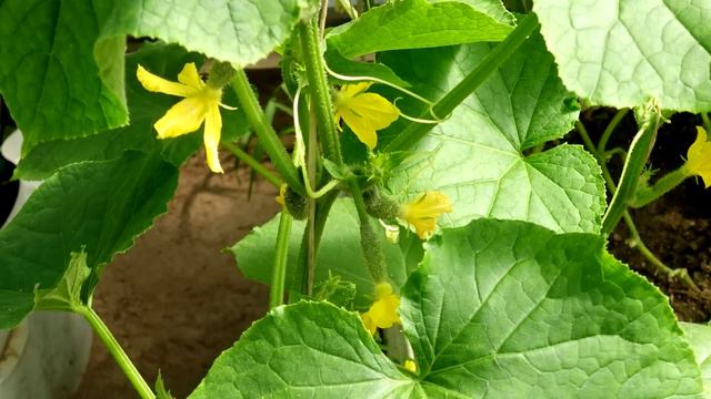 Срочно внесите под огурцы и томаты 1 ложку и они засыплют вас огромным урожаем смотреть онлайн