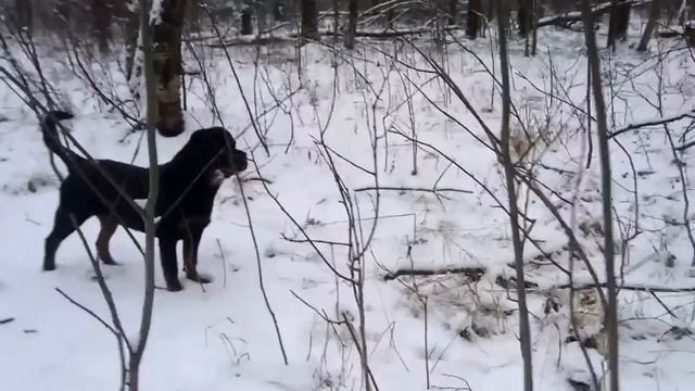 РОТВЕЙЛЕР ДЮША.ВОЗРАСТ 6 МЕСЯЦЕВ  воспитание и дрессировка собак