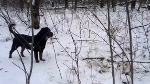 РОТВЕЙЛЕР ДЮША.ВОЗРАСТ 6 МЕСЯЦЕВ  воспитание и дрессировка собак