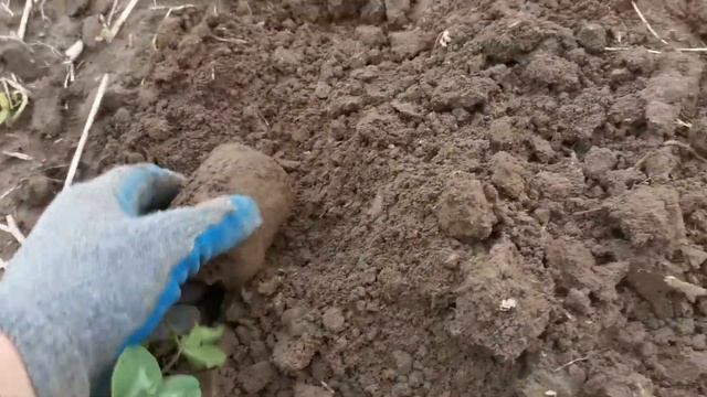 Коп в поле летом. Поиск монет на старой дороге.