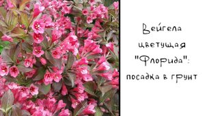 Вейгела: посадка в открытый грунт весной