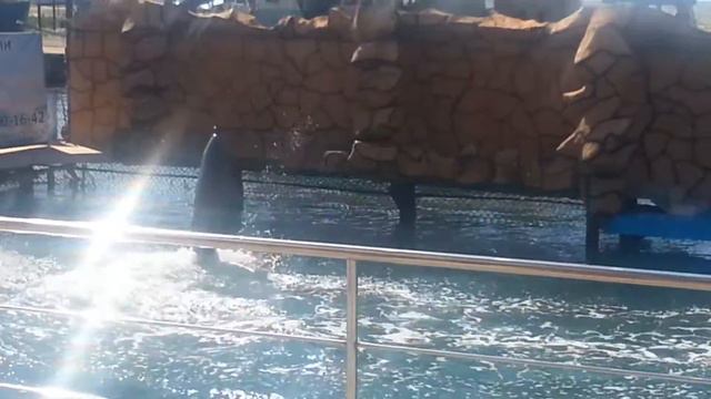 Дельфины выступают перед зрителями смотреть онлайн