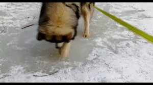 Маламут копает лёд | Malamute is digging ice