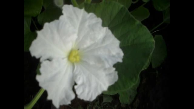 Лагенария смотреть онлайн