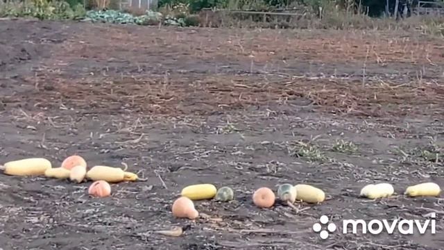 Как собрать тыквенные семечки смотреть онлайн