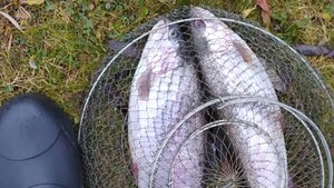 FISHERIX. 12 мая 2024 года