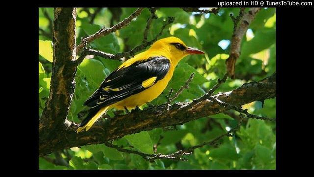 Ivolga смотреть онлайн