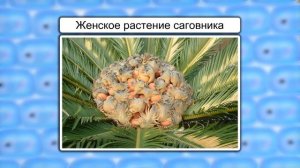 Размножение семенных растений. Видеоурок по биологии 6 класс