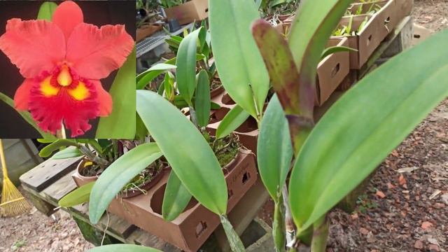 oRQUÍDEA sALMÃO, eFISTO X cHUNYEAH смотреть онлайн