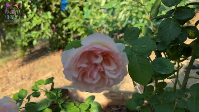 破百氣溫下挺過仍盛開的玫瑰(下集)，秋天玫瑰養護的必做的步驟。8 extreme heat-tolerant roses. смотреть онлайн