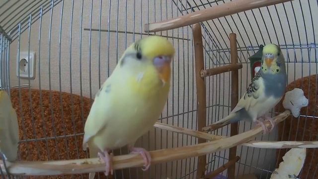 ? Весёлое пение волнистого попугая Тоши ? #ТОШАКАРТОША 3? смотреть онлайн