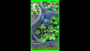 КАПЕЛЬНЫЙ ПОЛИВ ИЗ ПЛАСТИКОВОЙ 5Л БУТЫЛКИ