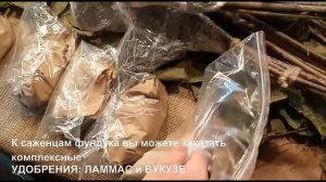 Саженцы фундука