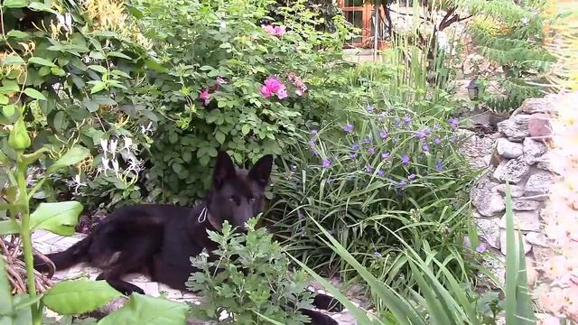 Собака на охоте. Любимое занятие Хильды! смотреть онлайн