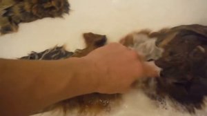 ВЫДЕЛКА ШКУРЫ ЛИСЫ ЧАСТЬ 9(окончательная стирка)