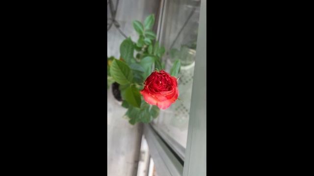 РОЗА ИЗ МАГАЗИНА СВЕТОФОР Ч.1 || ПЕРЕСОРТИЦА В СВЕТОФОРЕ? || ROSA смотреть онлайн