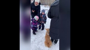 Как социализировать собаку?С Вами кинолог Наталья Севостьянова