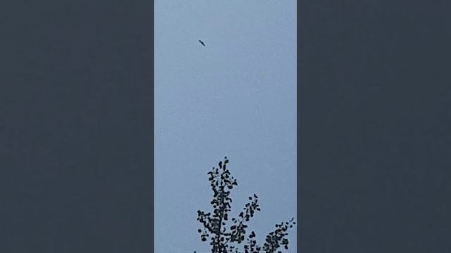 Елец !!!