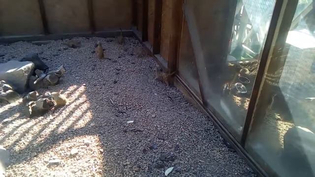 Сурикаты в зоопарке "Сафари"(Бердянск) смотреть онлайн