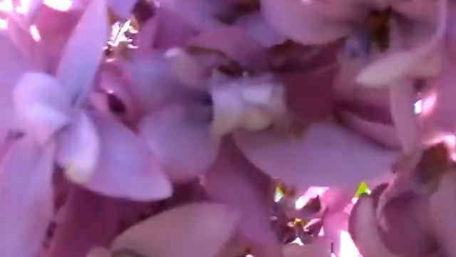 растирка из сирени для суставов - рецепт