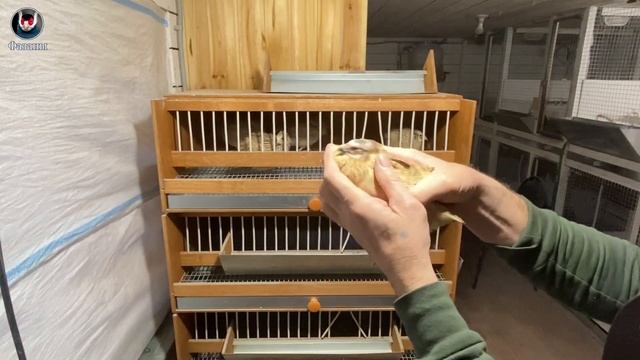 Разные породы перепелов. Самец или самка? Как определить пол.