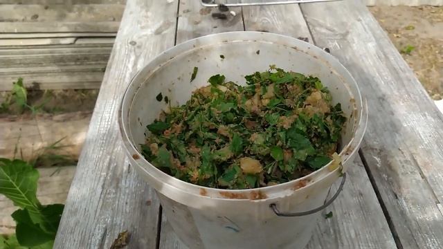 Куры и цыплята, экономное и бюджетное кормление. Мои ошибки в содержании курей и молодняка.
