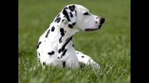 Далматинец или далматская собака.