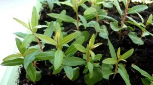 Pomegranate (Punica granatum) from seeds