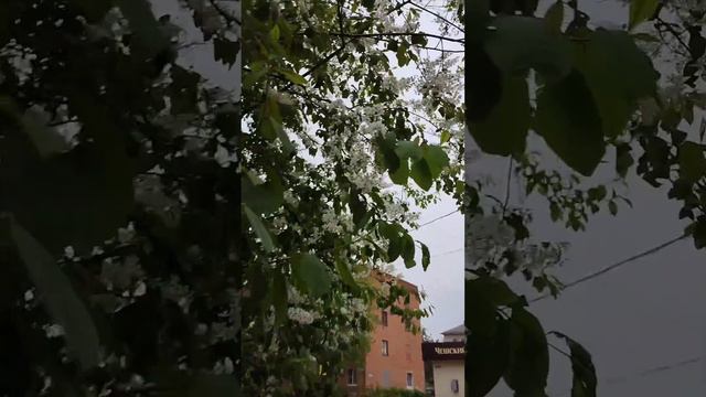 Черемуха