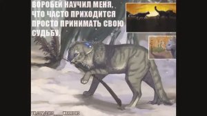 Чему учат Коты-Воители