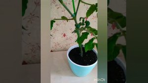 Томат МИНИБЕЛ